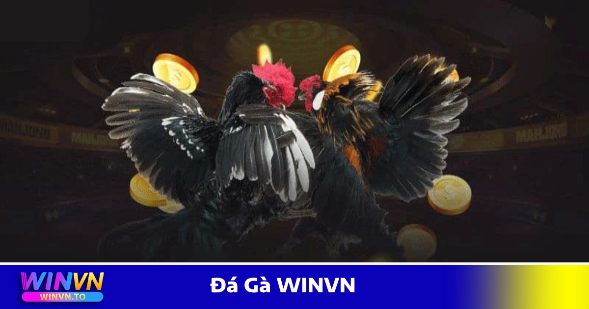 Các Hình Thức Đá Gà WINVN Được Ưa Chuộng Nhiều Nhất