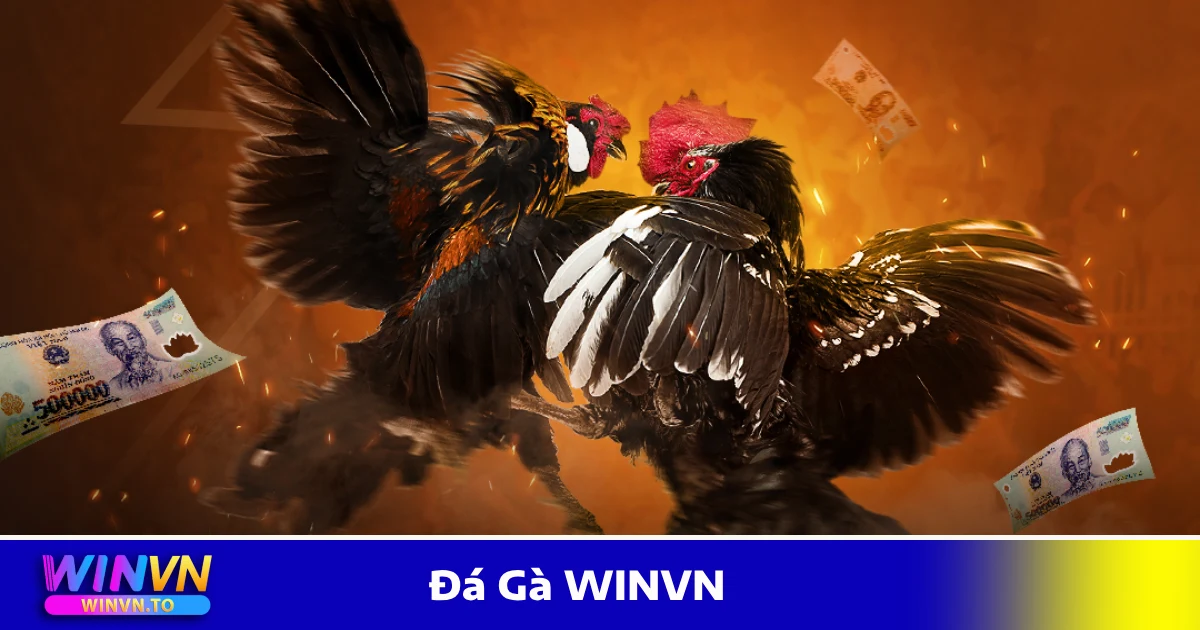 Đá gà Thomo – Giải đấu hấp dẫn với những chiến kê xuất sắc